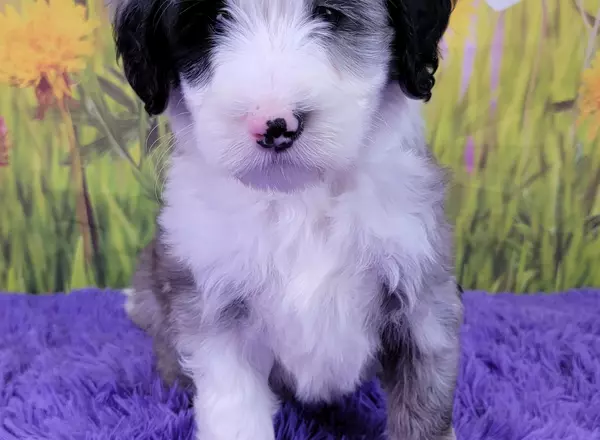 Mini Sheepadoodle - Darcy