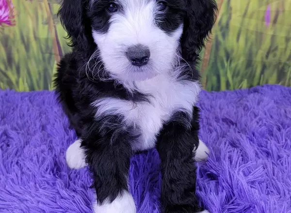 Mini Sheepadoodle - Demi