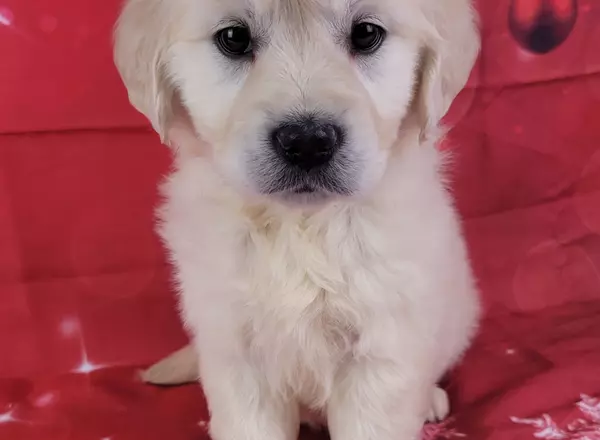 Golden Retriever - English Cream - Paloma