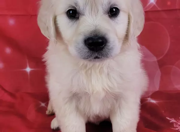 Golden Retriever - English Cream - Crosby