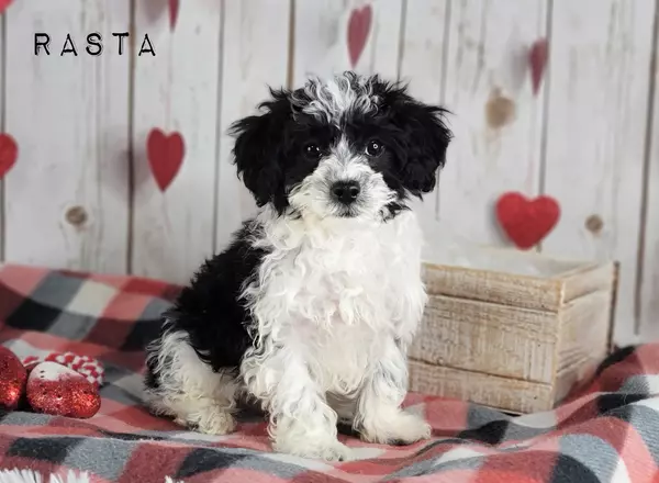 Cavapoo - RASTA