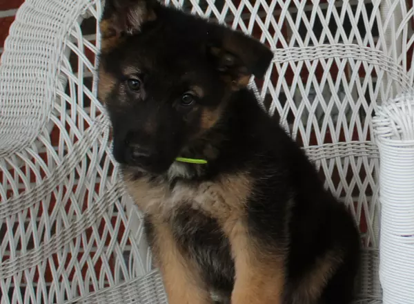 Registered German Shepherd Puppies for Sale 