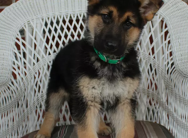 German Shepherd - Maverick