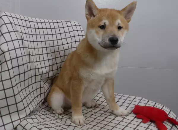 Shiba Inu - Max