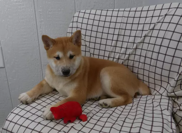 Shiba Inu - Jack