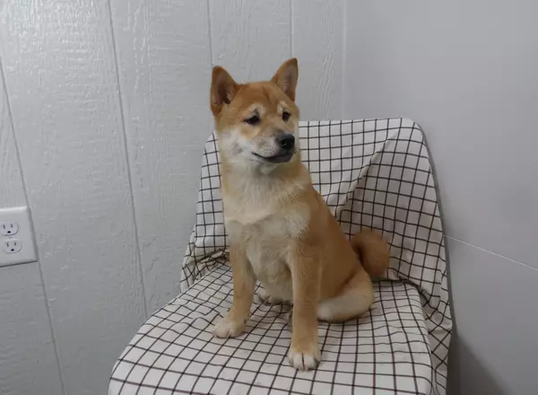 Shiba Inu - Ranger