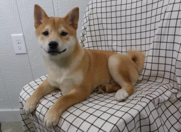 Shiba Inu - Roxie