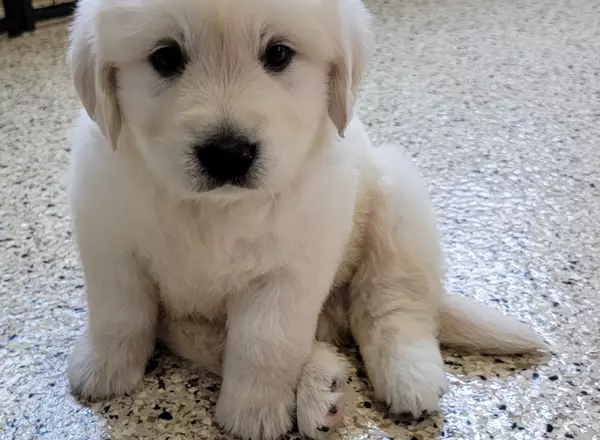 Golden Retriever - English Cream - Kenzo