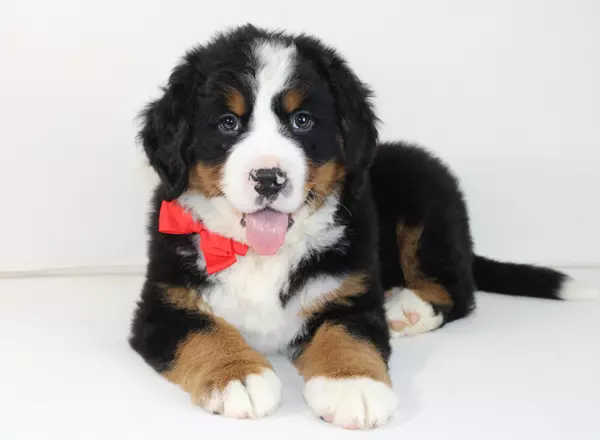 Bernese Mountain Dog - Malyk