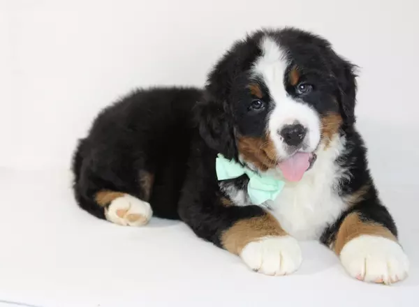 Bernese Mountain Dog - Caeser