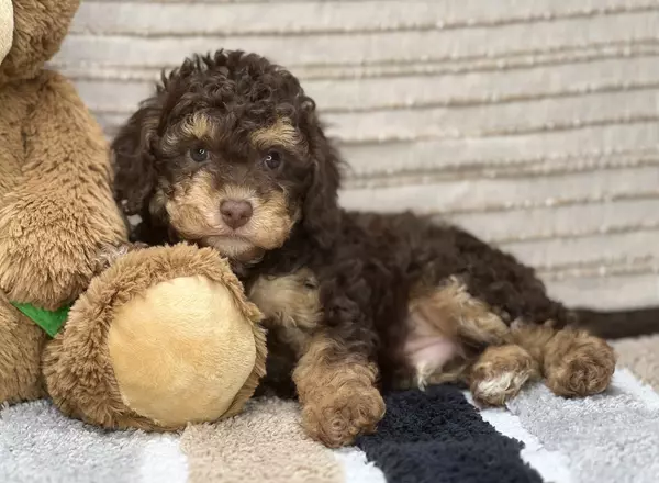 Mini Aussiedoodle - Astro