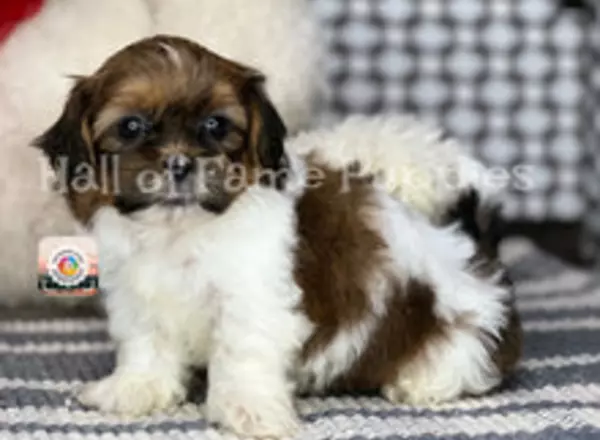 Shih Tzu - Ace