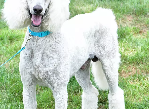 Standard Poodle - Story