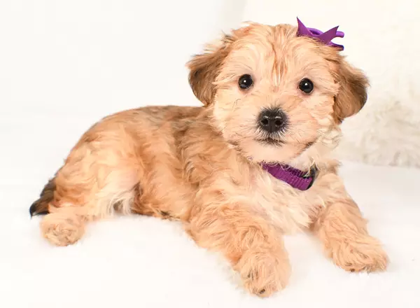 Yorkiepoo - Dora