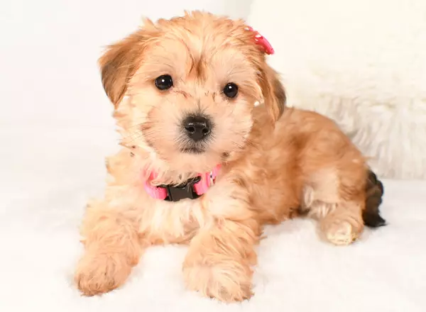 Yorkiepoo - Dixie