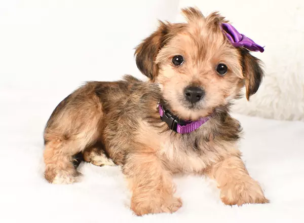 Yorkiepoo - Daisy