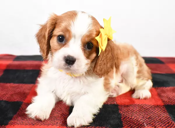 Cavalier King Charles Spaniel - Smokey