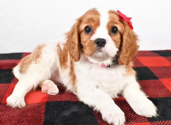 Cavalier King Charles Spaniel - Skye