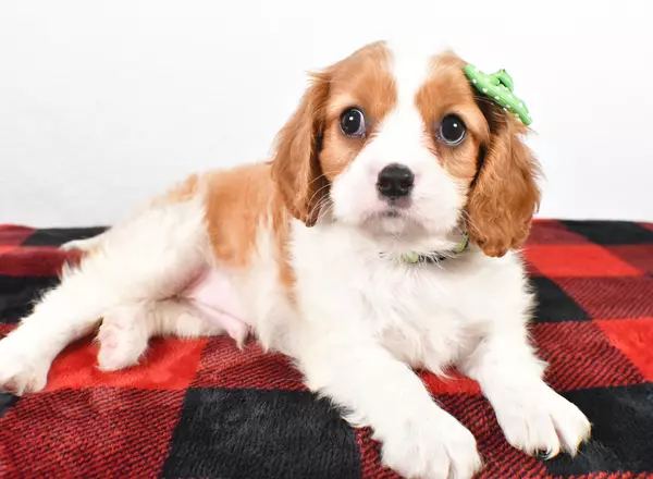 Cavalier King Charles Spaniel - Snoopy