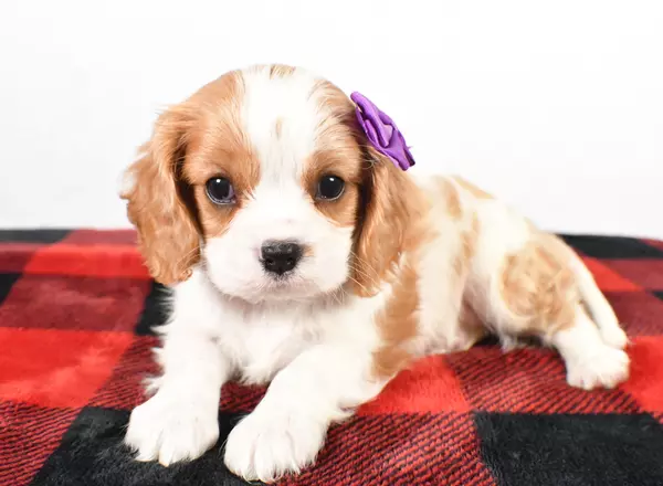 Cavalier King Charles Spaniel - Sasha