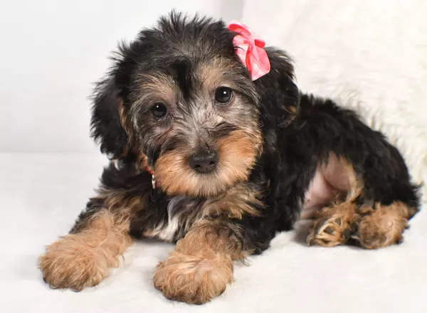 Yorkiepoo - Carly