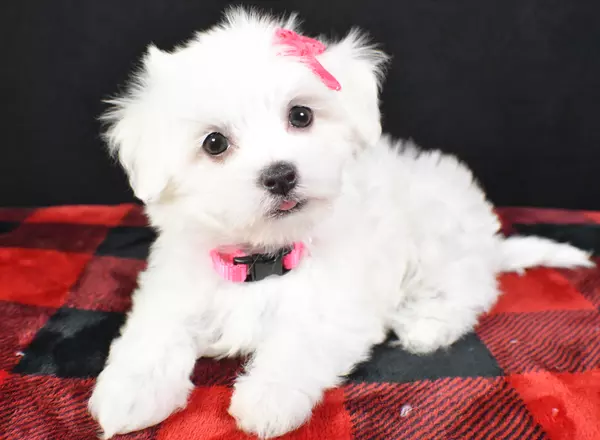 Maltese - Kaylee