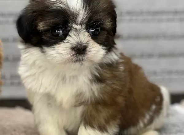 Shih Tzu - Styx