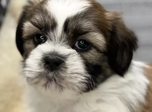 Shih Tzu - Sambora Jr.