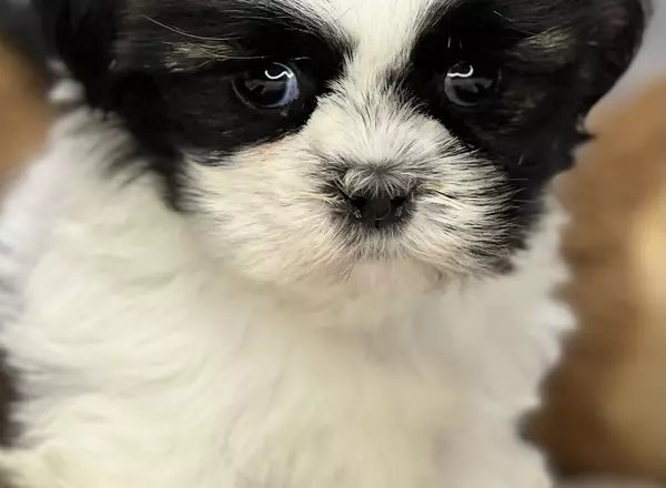 Shih Tzu - Slade