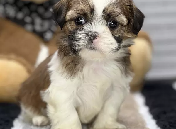 Shih Tzu - Sadie