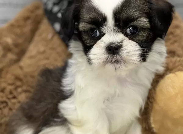 Shih Tzu - Shiloh