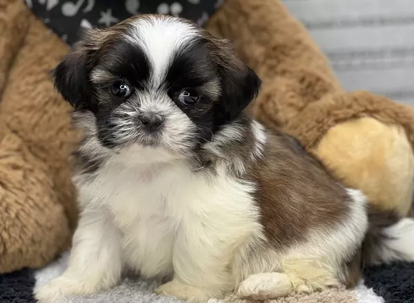 Shih Tzu - Suzy Q