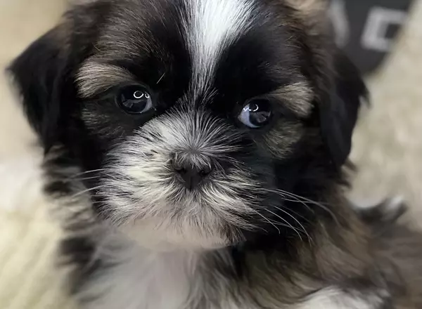 Shih Tzu - Shea