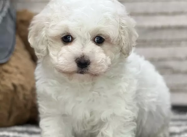 Maltipoo - Bently