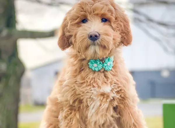 Goldendoodle - Scarlett