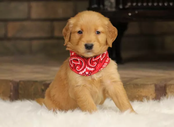 Golden Retriever - Duncan