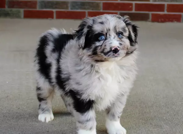 Miniature Australian Shepherd - Dakota