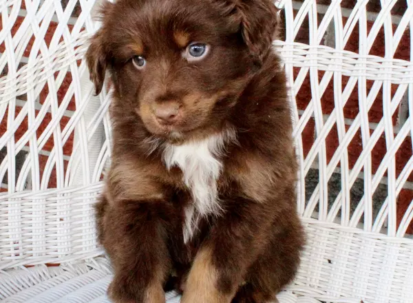 Miniature Australian Shepherd - Toby