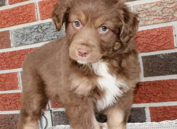 Miniature Australian Shepherd - Weston