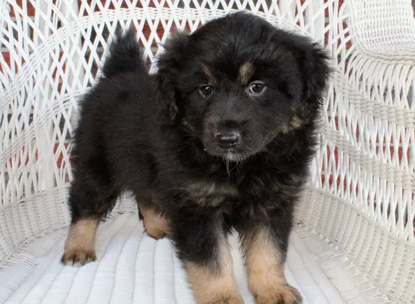 Miniature Australian Shepherd - Tanner