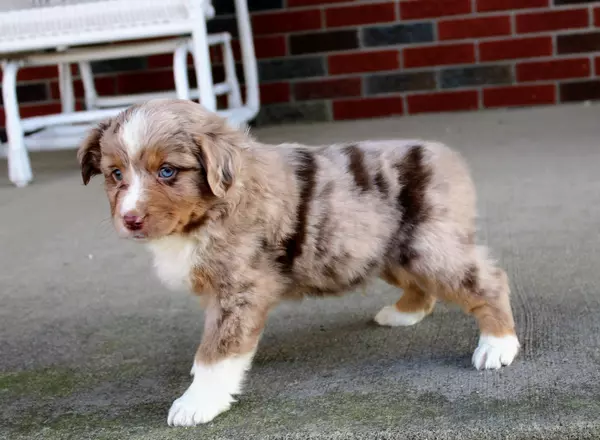 Miniature Australian Shepherd - Cody