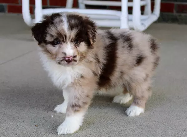 Miniature Australian Shepherd - Bella