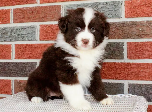 Miniature Australian Shepherd - Darling