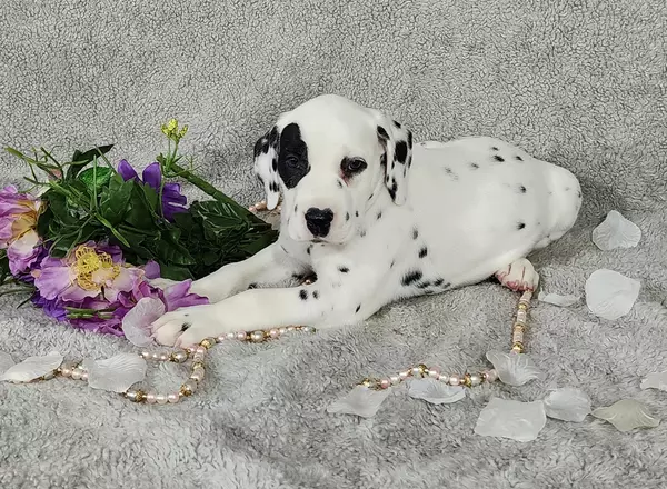 Dalmatian - Leo