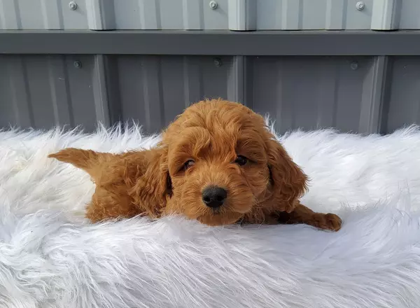 Mini Goldendoodle - Bear