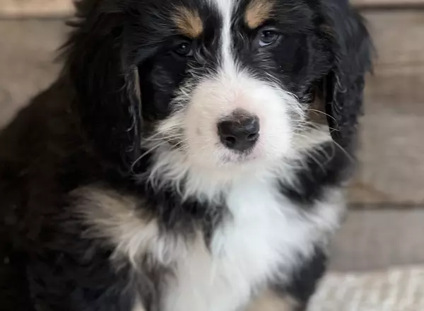 Mini Bernedoodle - Artie
