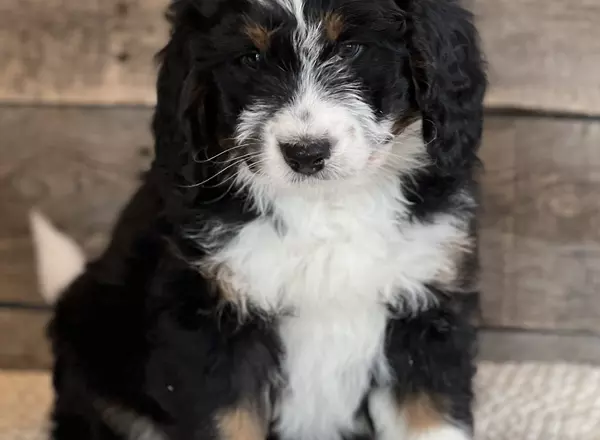 Mini Bernedoodle - Ace