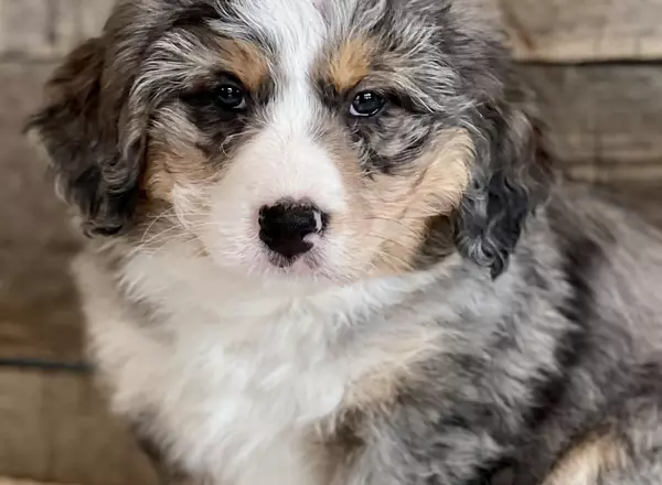 Mini Bernedoodle - Alon