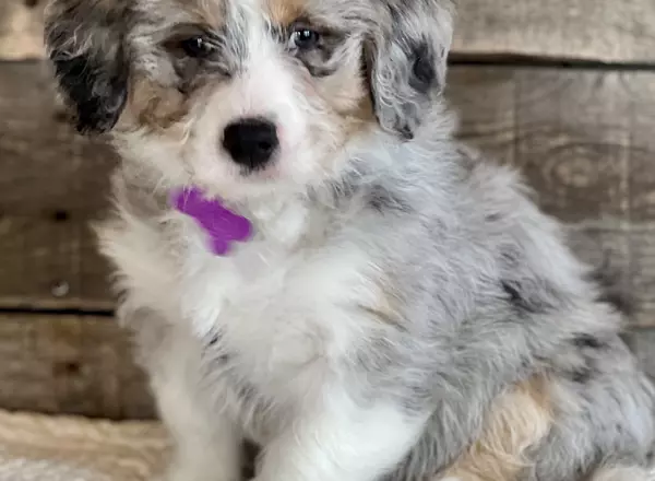 Mini Bernedoodle - Aria