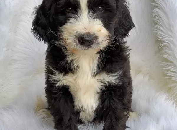 Bernedoodle - Standard - Apollo